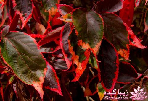 گیاهان آپارتمانی 